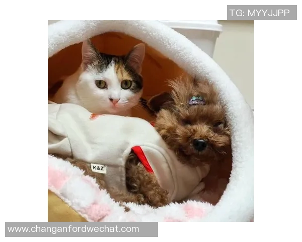 足球明星们的宠物生活揭秘:他们与爱犬爱猫的温馨瞬间与趣事分享 足球明星们的宠物生活揭秘:他们与爱犬爱猫的温馨瞬间与趣事分享